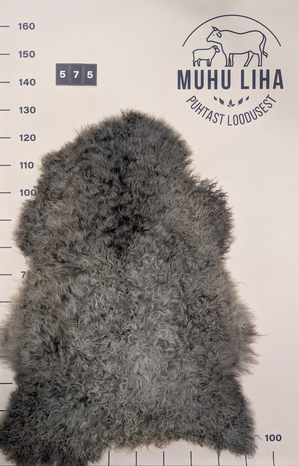 Lambanahk 575