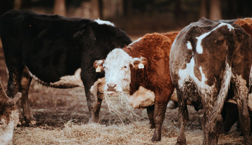 annie-spratt-_l7iCA9gI0o-unsplash annie-spratt-_l7iCA9gI0o-unsplash